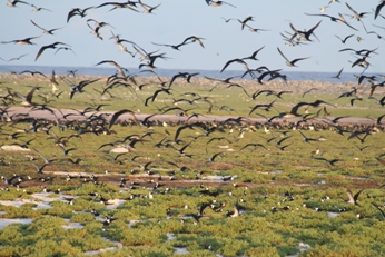 The numbers of seabirds on McKean Island (Phoenix Islands, Kiribati) have significantly increased since the eradication of the Asian rat in 2008
